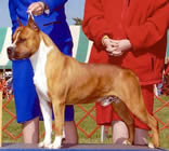 AM. CH. DAN CH. SE CH. ROYAL COURT WINNING COLORS (USA)